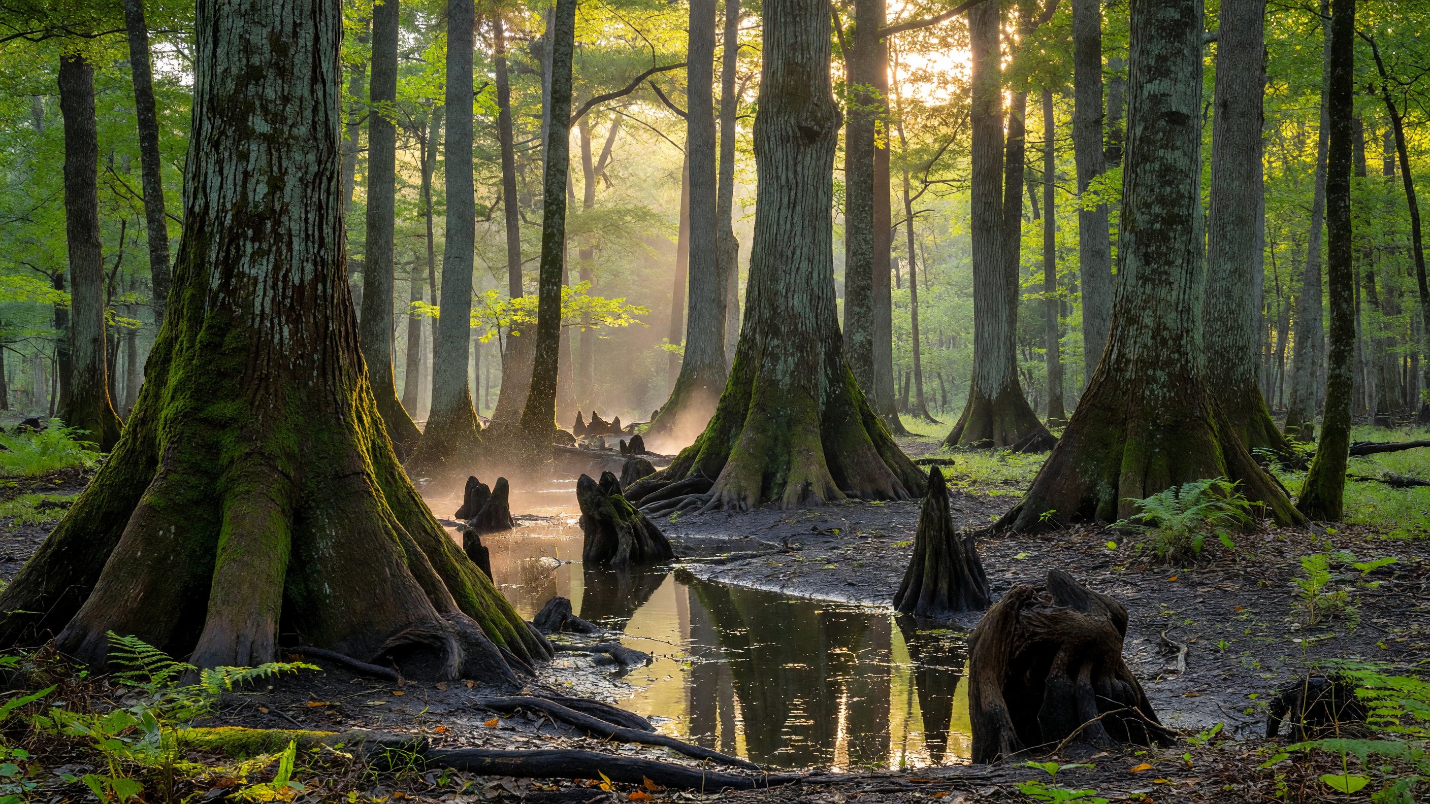 Morning light filtering through ancient bald cypress and tupelo trees in Congaree National Park's old-growth floodplain forest