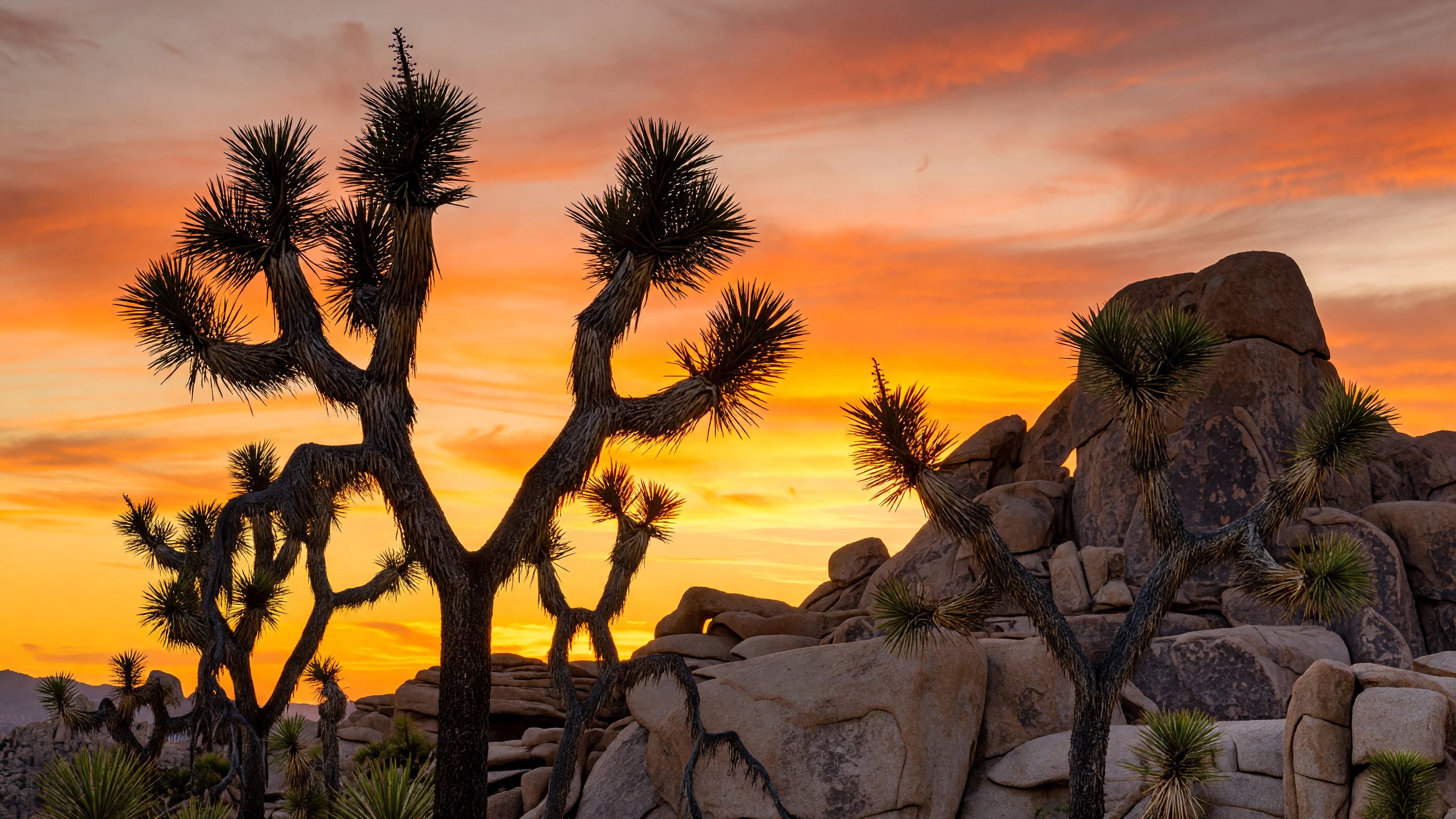 Twisted Joshua trees silhouetted against a blazing orange and pink sunset sky, with granite boulder formations in the background at Joshua Tree National Park