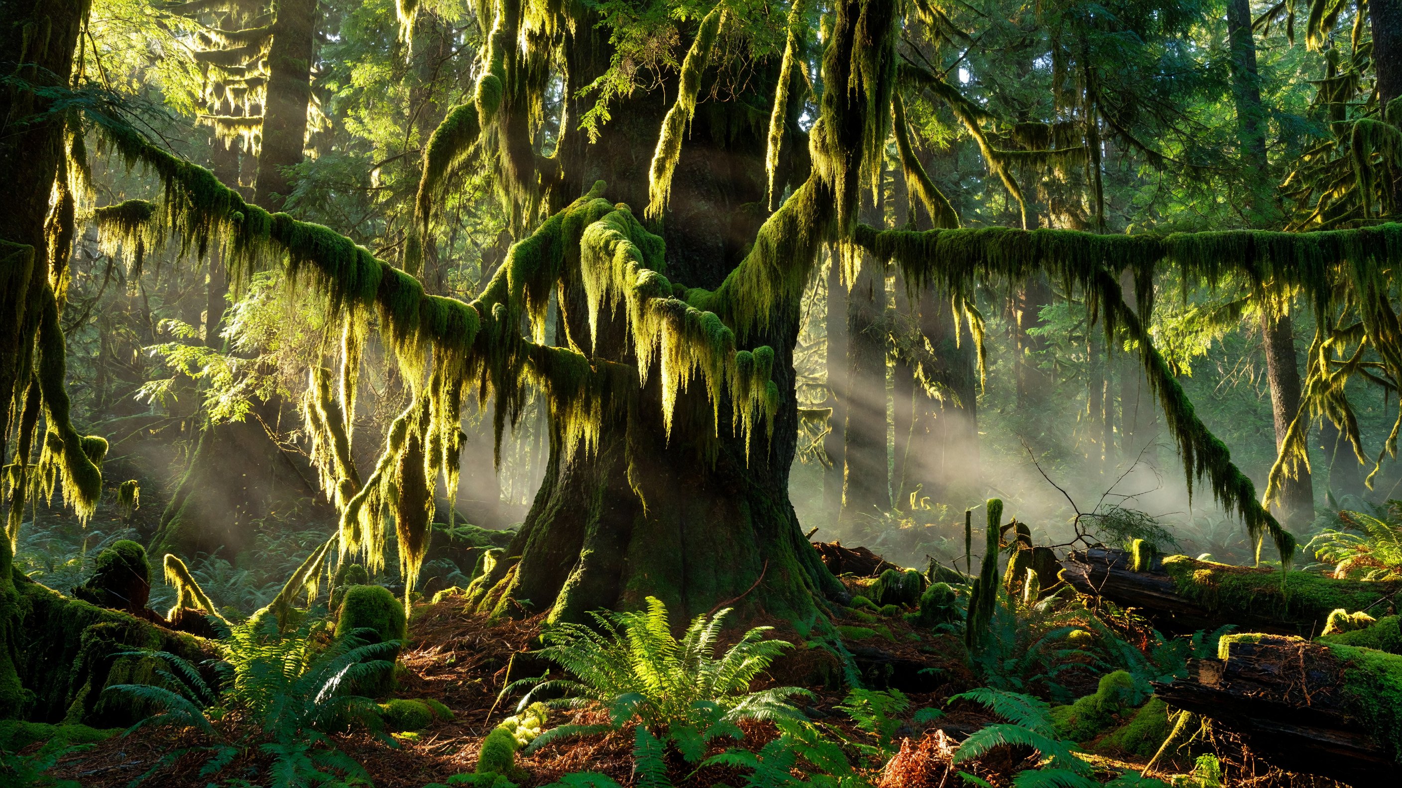 Hoh Rain Forest old-growth Sitka spruce draped in club moss, shafts of light filtering through the forest canopy