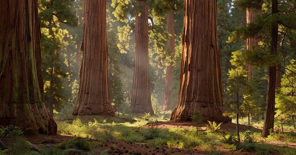 Giant sequoia trees rising through afternoon light in Giant Forest, Sequoia National Park, California