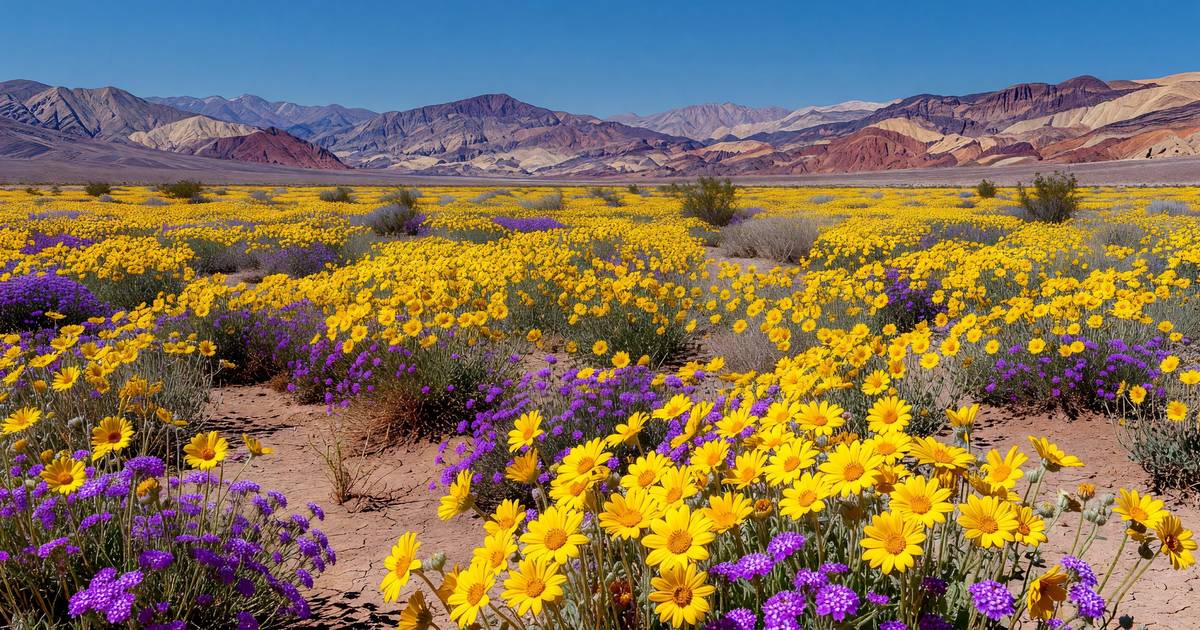 A sweeping carpet of yellow and purple wildflowers covering a desert valley floor in Death Valley National Park during a super-bloom, distant mountains rising under a clear blue sky