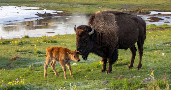 A bison cow and newborn rust-red calf in a spring meadow at Yellowstone, snowmelt visible in the background, warm morning light