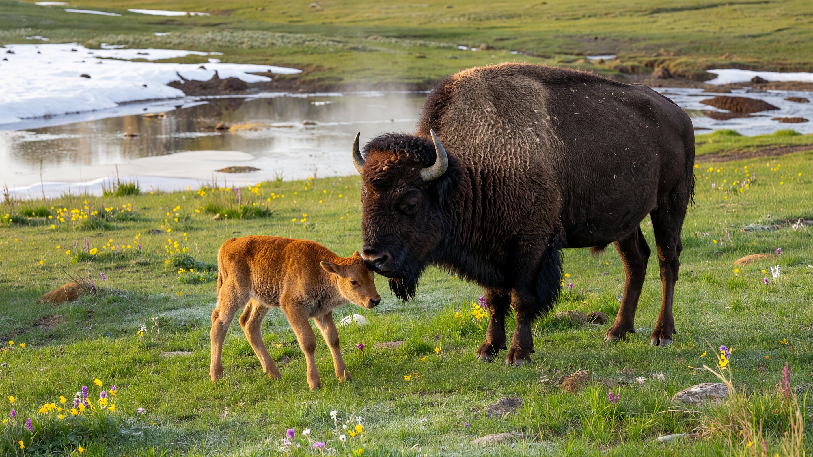 A bison cow and newborn rust-red calf in a spring meadow at Yellowstone, snowmelt visible in the background, warm morning light