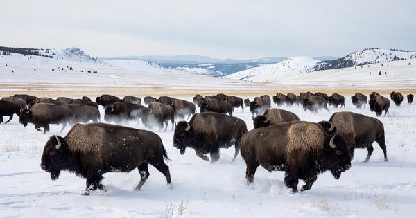 A bison herd moving through a snow-covered meadow in Lamar Valley, Yellowstone, under a pale winter sky