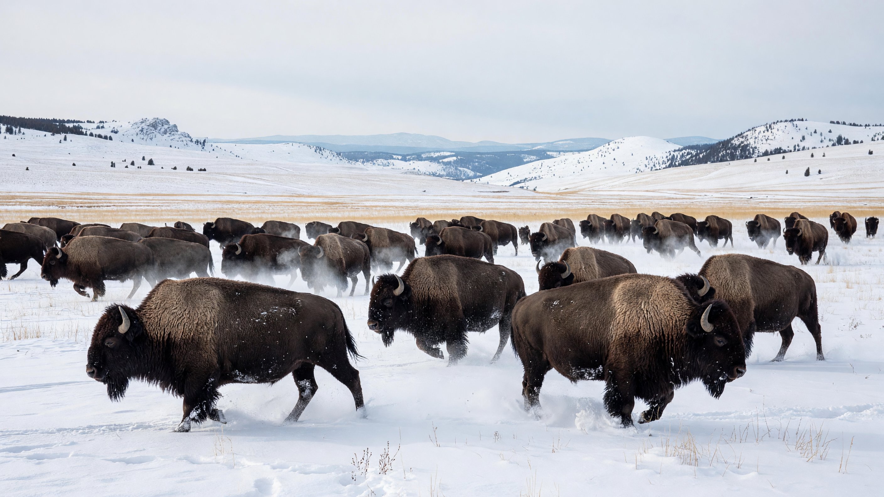 A bison herd moving through a snow-covered meadow in Lamar Valley, Yellowstone, under a pale winter sky